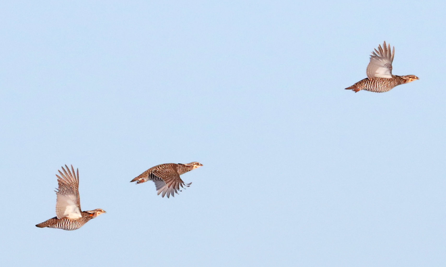 Prairie Chickens